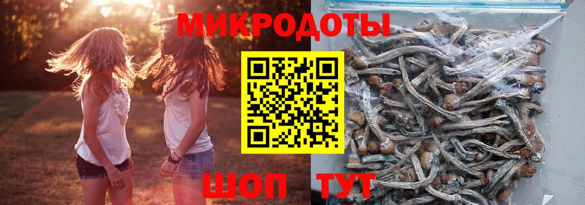 Псилоцибиновые грибы Psilocybine cubensis Волжск